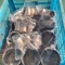 Hastelloy C2000 Fittings Pipe Seamless Elbow Nickel Alloy Steel China Manufacturer